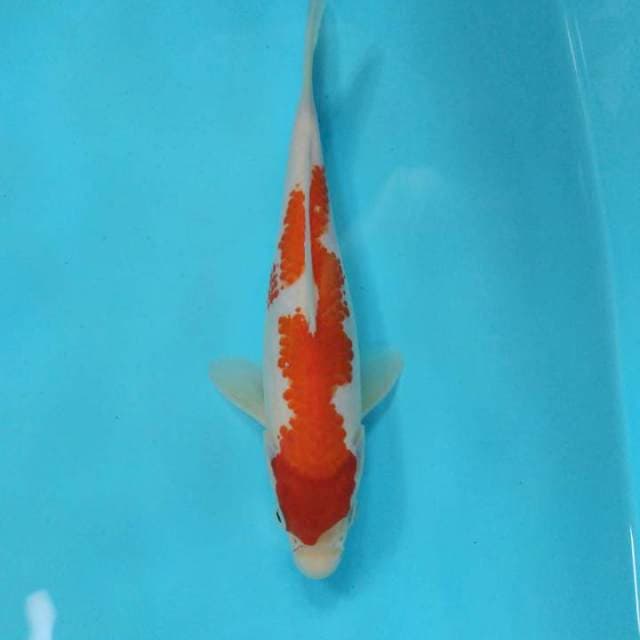 Kohaku smooth 23