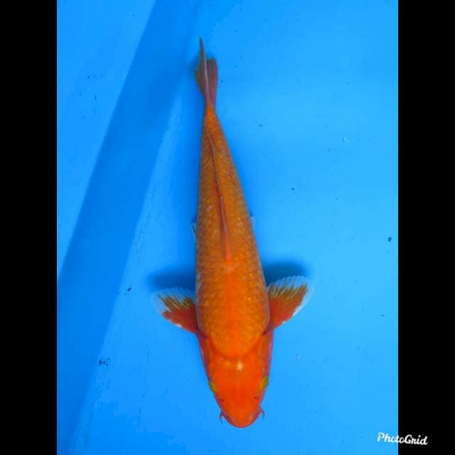 36cm Male , Aka Hajiro Ginrin