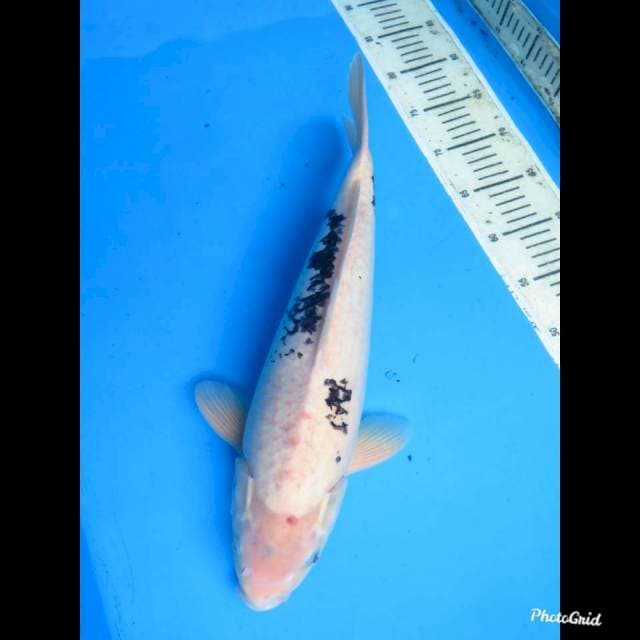 44cm Male , Shiro Jumbo