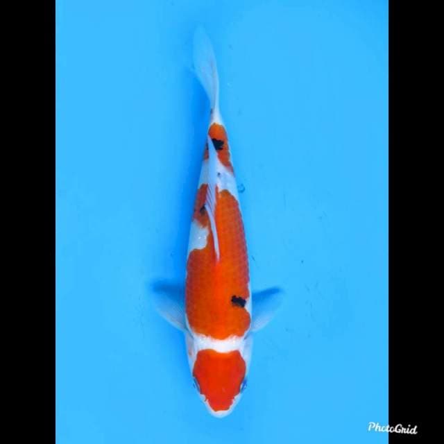 28cm Male ,Tosai Sanke Ori