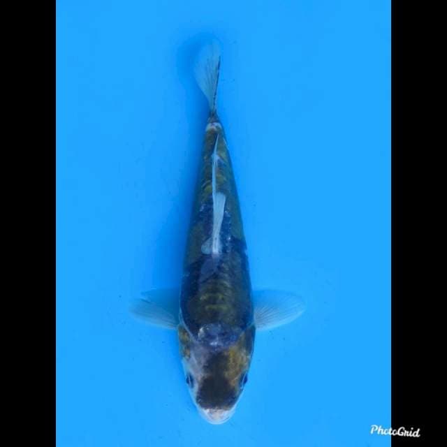 24cm Male , Super Antik Ori
