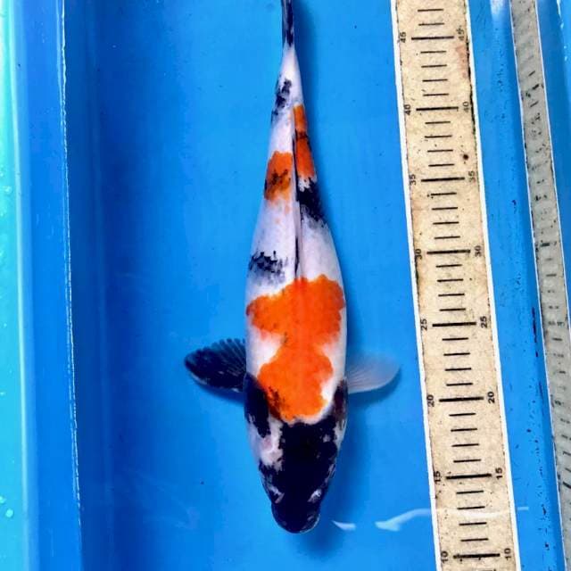 Showa, 37 cm