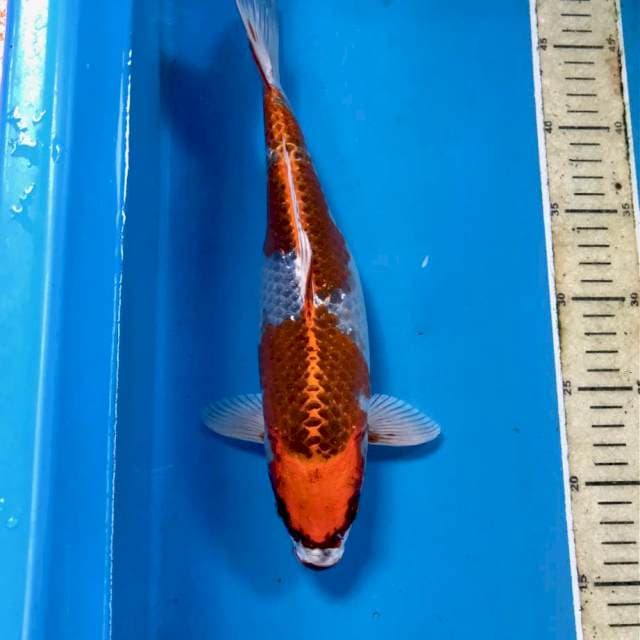 Kujaku, 30 cm