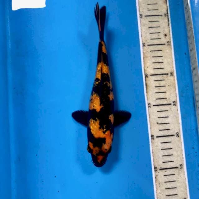 Hi Utsuri Ginrin, 24 cm