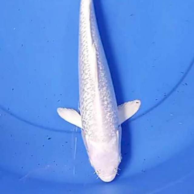 Platinum ginrin 31 cm