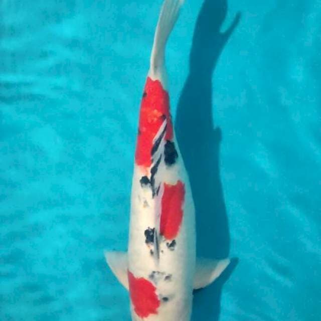 Jumbo HQ 63cm Taisho Sanshoku (Sanke)