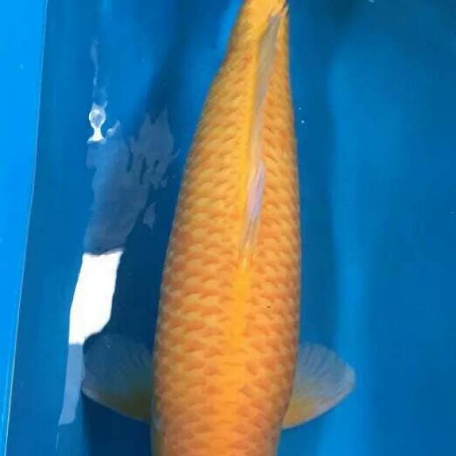 Karasi Jumbo