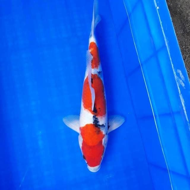 Showa Male 35cm