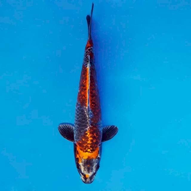 SANTANA 10 - Beni Ginga ®