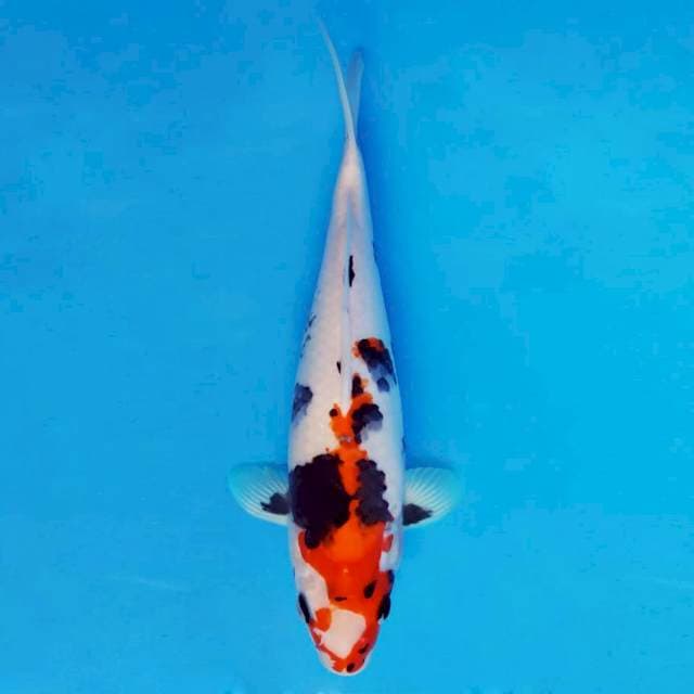 SANTANA 11 - Beni Matsukawabake ®