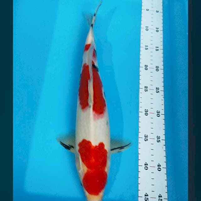 Maruten sanke 36cm male