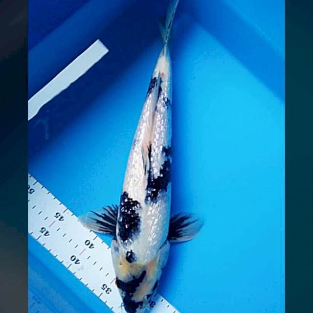 Shiro ginrin 40cm male