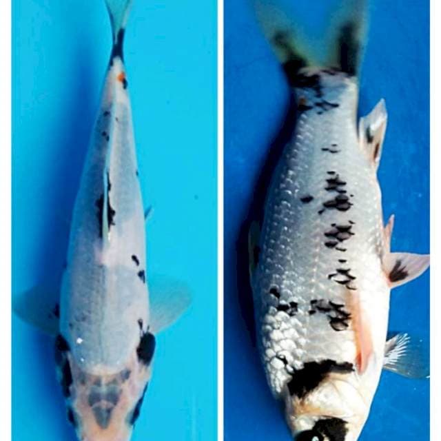 Matsukawabake 20cm