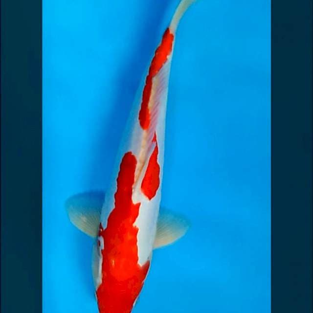 Doitsu merah strong 34cm male
