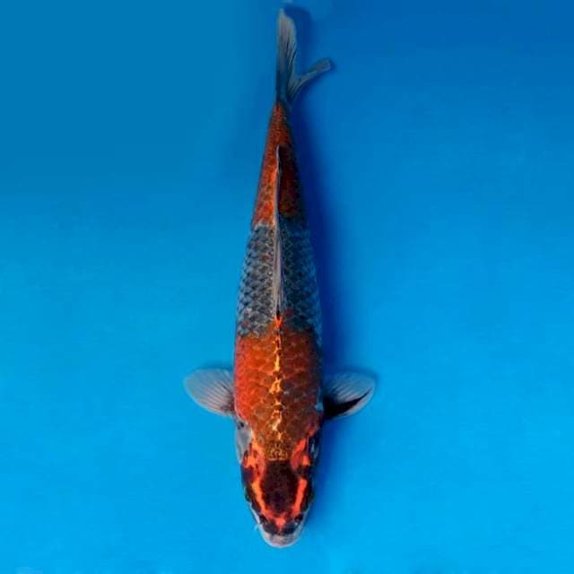 SANTANA 16 - Kawarimono ®