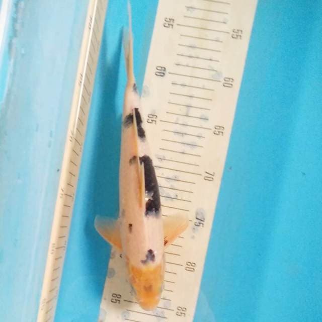 Shiro 25cm