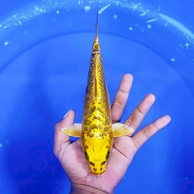 1. Mukasi Aragoke || 24 cm
