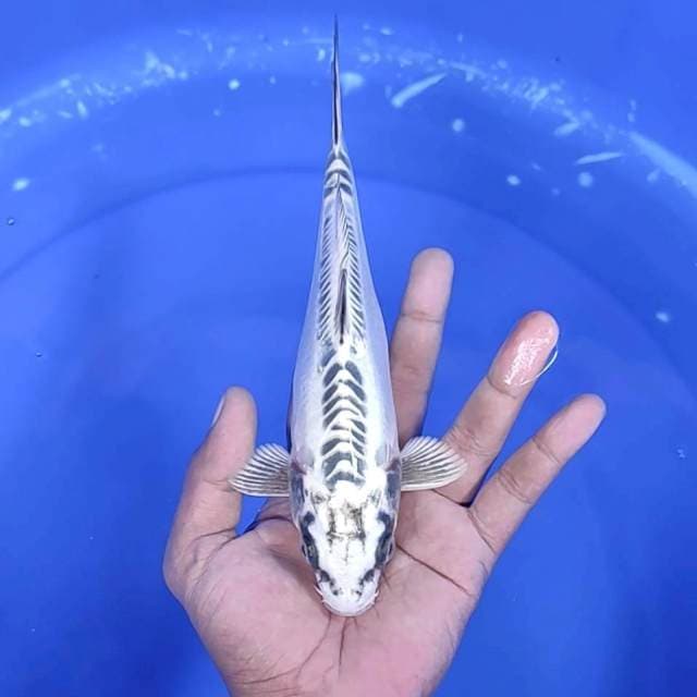 2. Kiko || 23 cm
