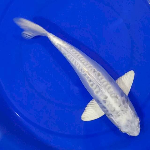 MUKASHI ARAGOKE 33CM