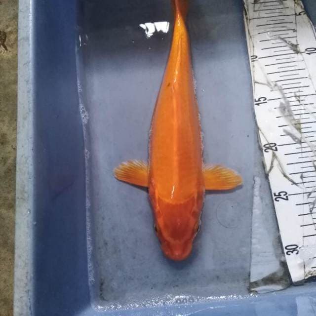 Orenji ogon