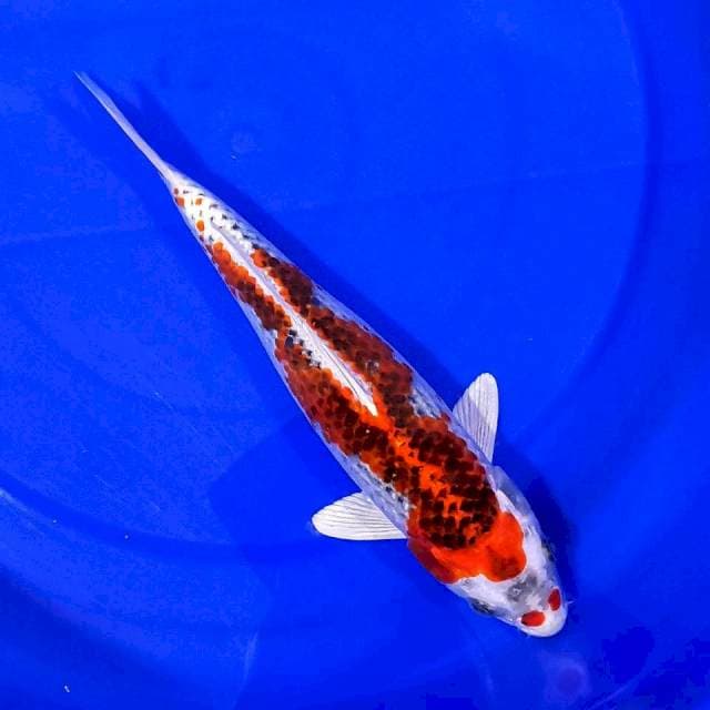 KUJAKU 30CM