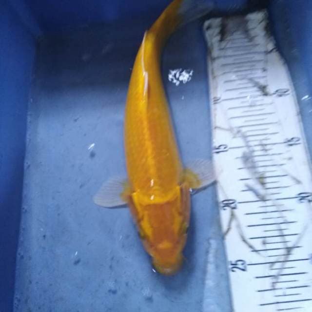 Yamabuki ogon