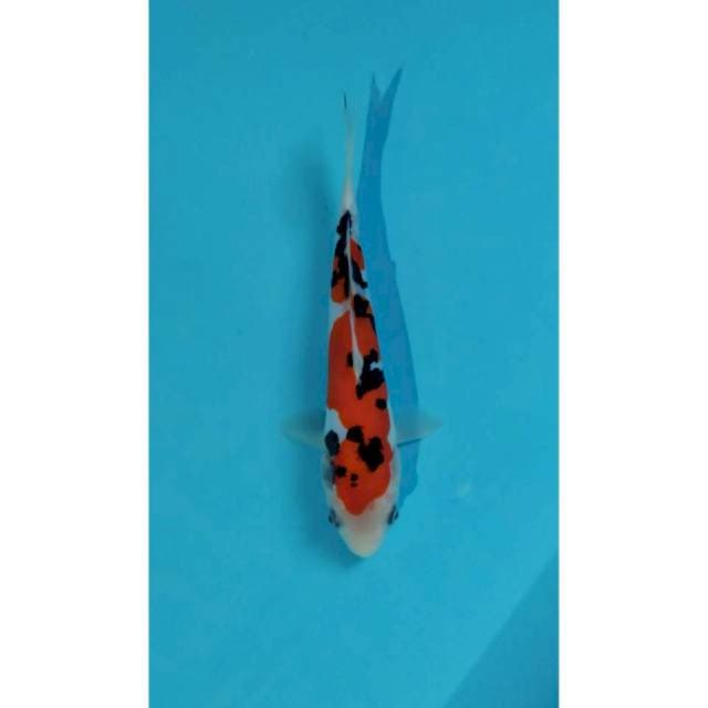 sanke doitsu murni 20 cm