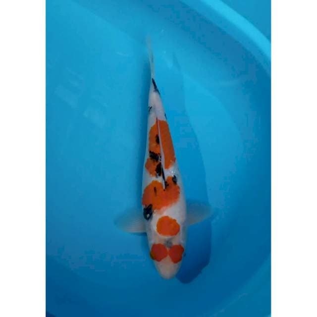 sanke 33 cm