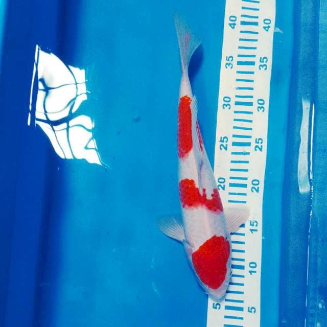 Kohaku step 3 original 32cm
