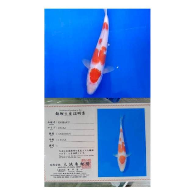 Kohaku 25bu Marusei Farm