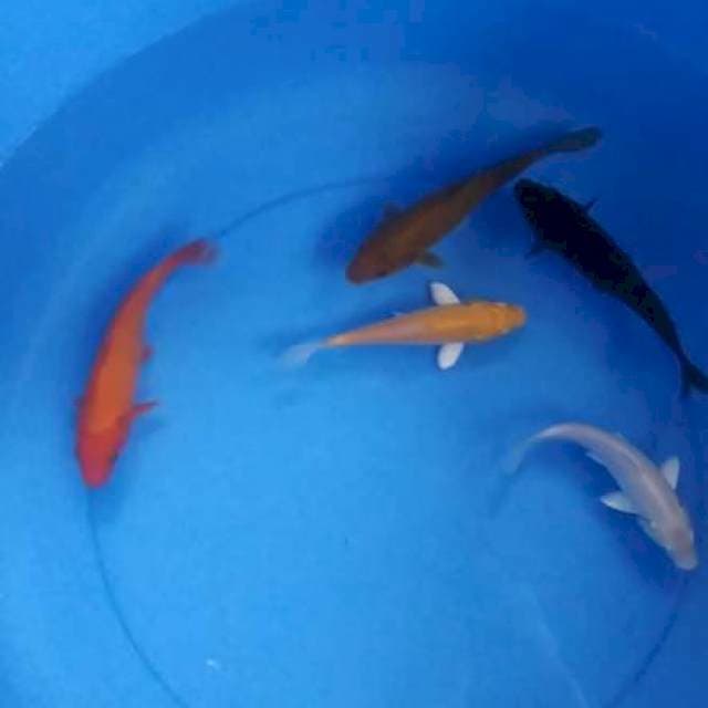 Mix koi
