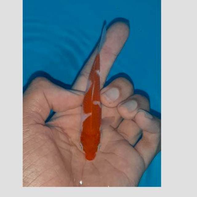 Inazuma kohaku lokal 15cm