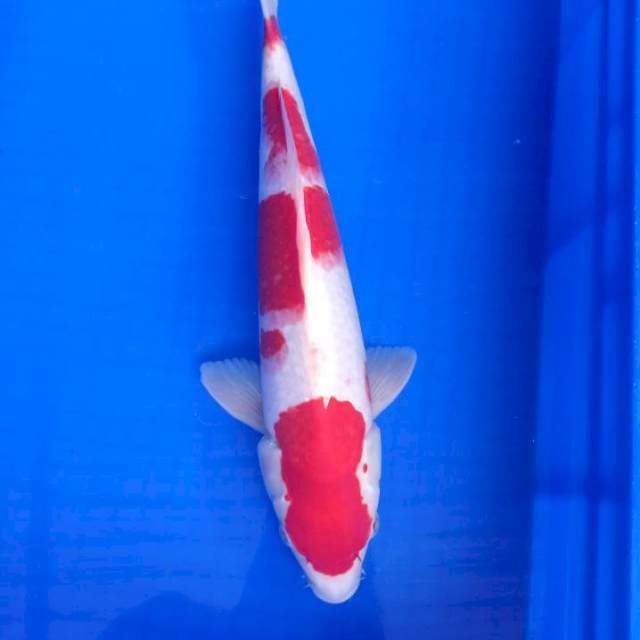 Kohaku red body ok
