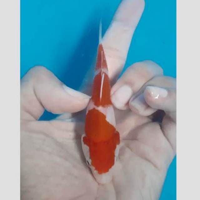 Kohaku f1 calon jumbo 15cm