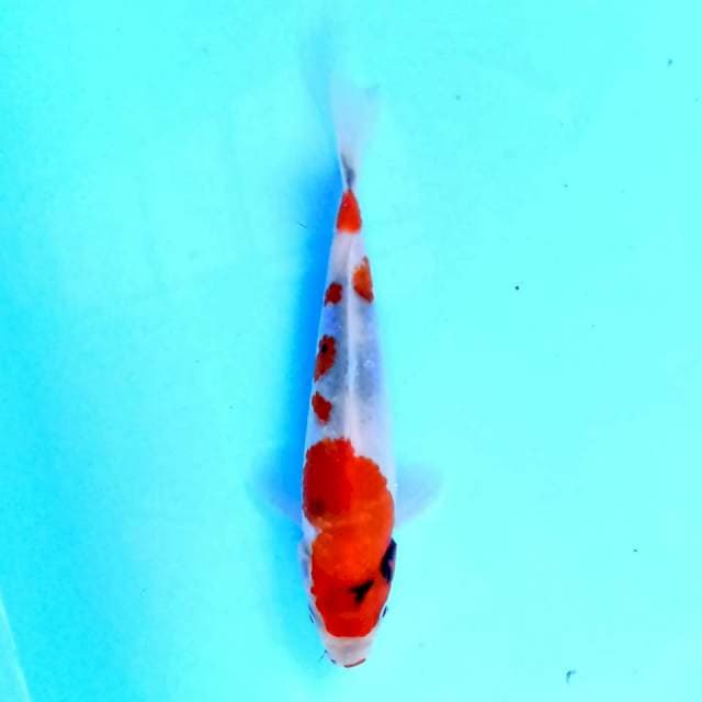 Showa 16 cm