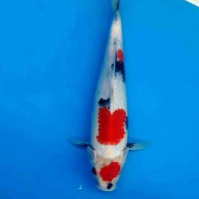 Maruten showa 30cm calon ok