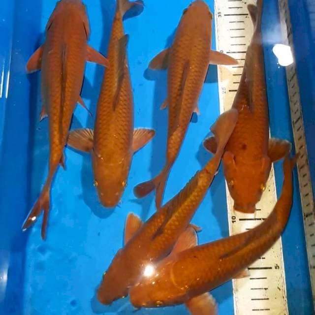 CHAGOI TEMBAGA QUALITY 24-28 CM