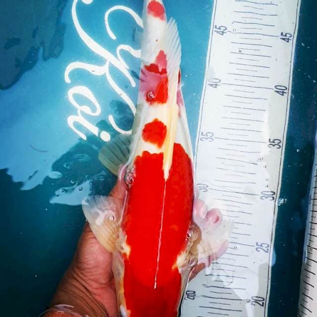42cm, SUPERED Kohaku