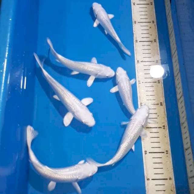 PLATINUM GINDRIN QUALITY15-20 CM