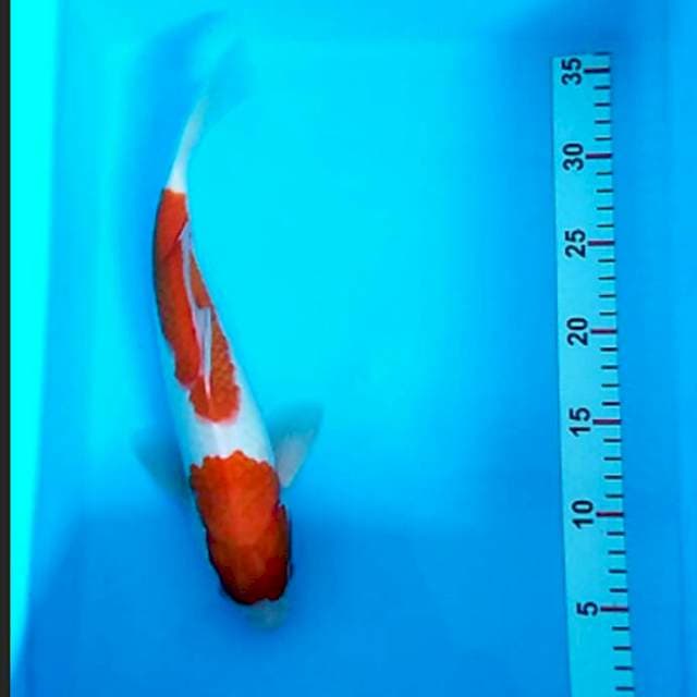 Kohaku 2 step