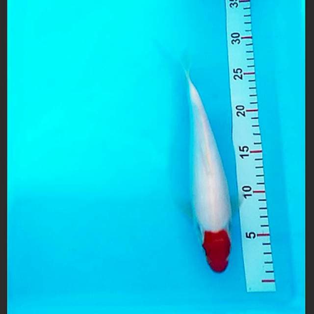 Tancho original 28cm