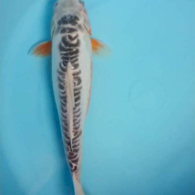 shusui 28 cm