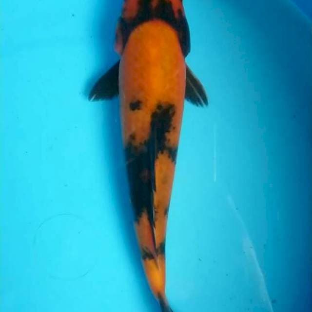 hi utsuri 25 cm