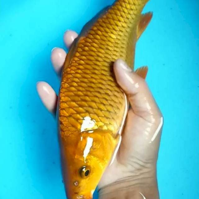 chagoi tembaga 27 cm