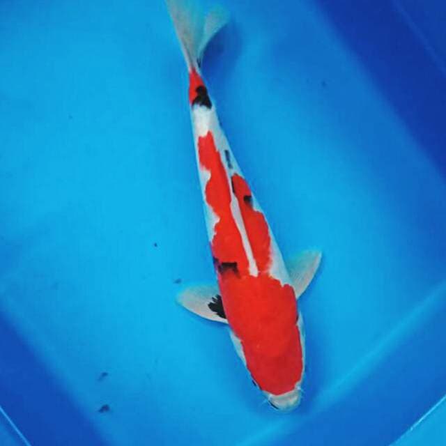 Tategoi prospek 29cm