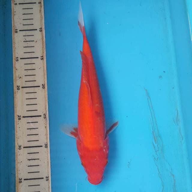 AKAHAJIRO 30CM