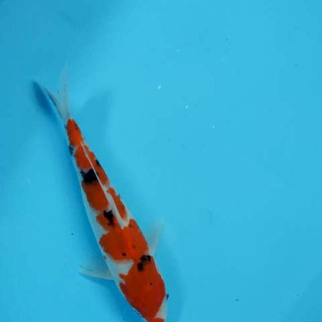 Sanke size 21cm