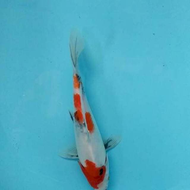 Kindai Showa size 24 cm