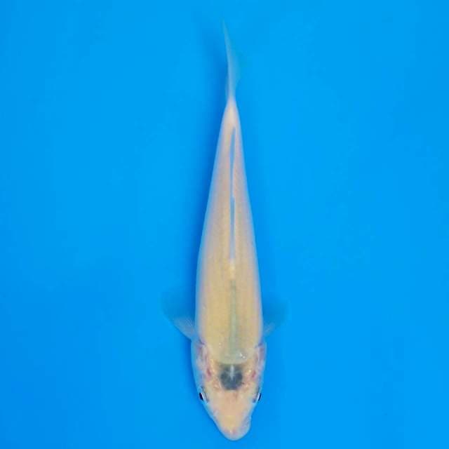 F1 karashi marusei 19cm mulut miring