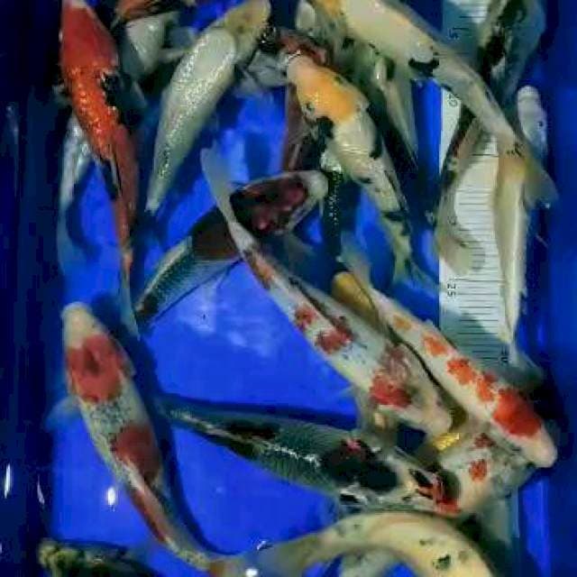 20 ekor mix 20-35 cm